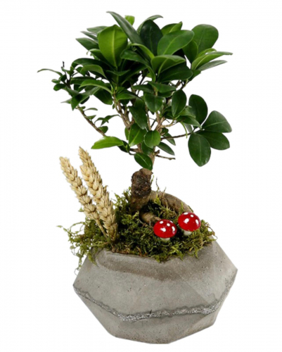 Beton Saksıda Bonsai