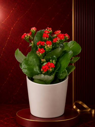 Seramikte Kırmızı Kalanchoe
