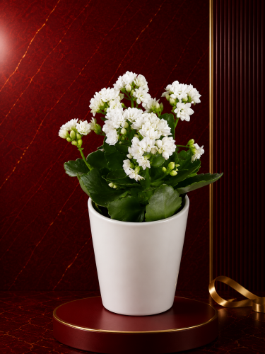 Seramikte Beyaz Kalanchoe