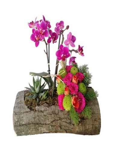 Kütükte Orkide Tasarım