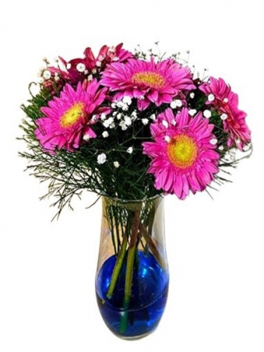 Mavi Suda Gerberalar