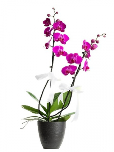Siyah Seramikte Mor Orkide