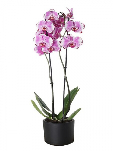 Mor Benekli Orkide