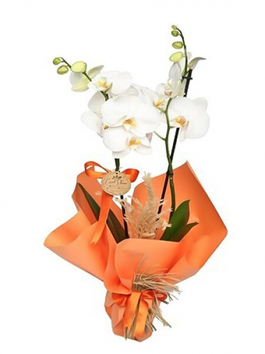 Turuncu Süslemeli Beyaz Orkide