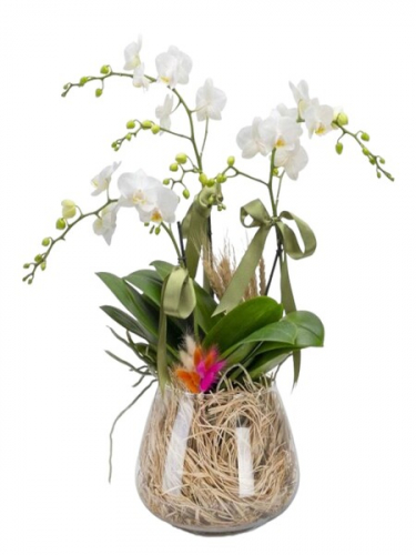 Fanusta 3`lü Beyaz Orkide