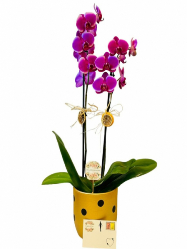 Puantiyeli Vazoda Mor Orkide
