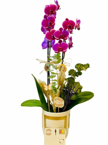 Desenli Saksıda Mor Orkide