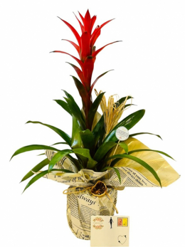 Guzmania Saksı Bitkisi