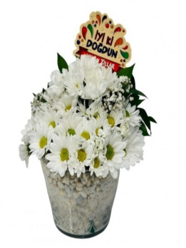 Konik Vazoda Papatya