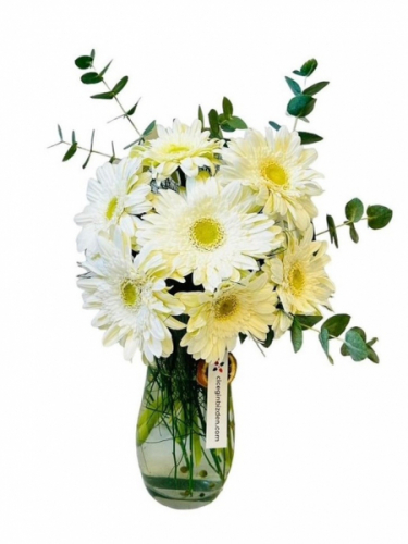 Cam Vazoda Beyaz Gerberalar