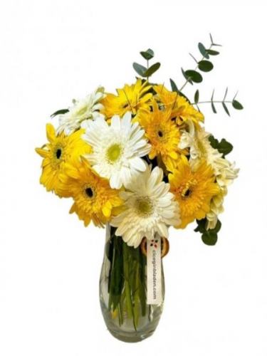 Vazoda Sarı Beyaz Gerberalar