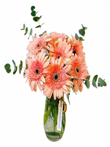 Cam Vazoda Pembe Gerberalar