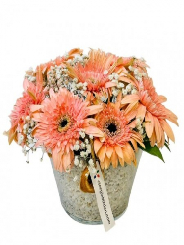 Konikte Pembe Gerbera