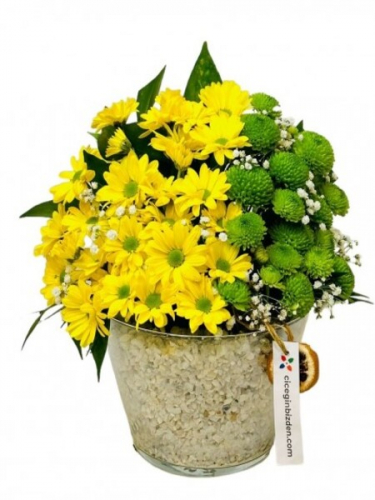 Konikte Sarı Papatyalar ve Yeşil Biçmeler