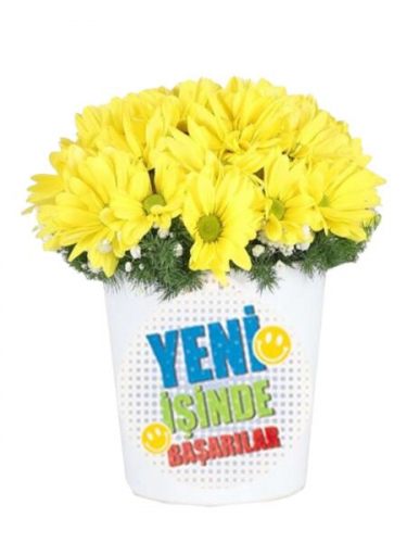 Yeni İş Çiçeği Papatyalar