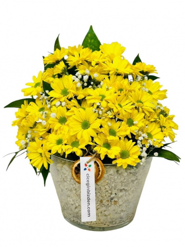 Konik Vazoda Sarı Papatyalar 