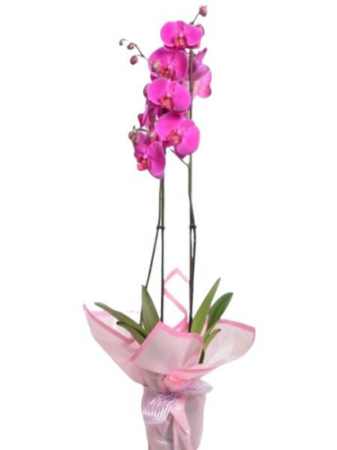 Çiftli Pembe Orkide