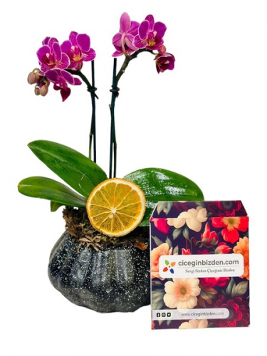 Dekor Saksıda Mini Orkide
