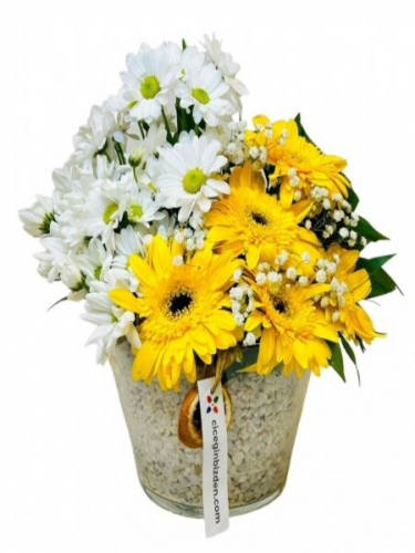 Konikte Beyaz Papatyalar ve Sarı Gerberalar