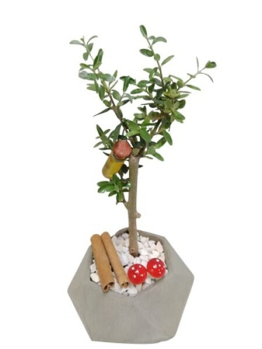 Beton Saksıda Zeytin Ağacı