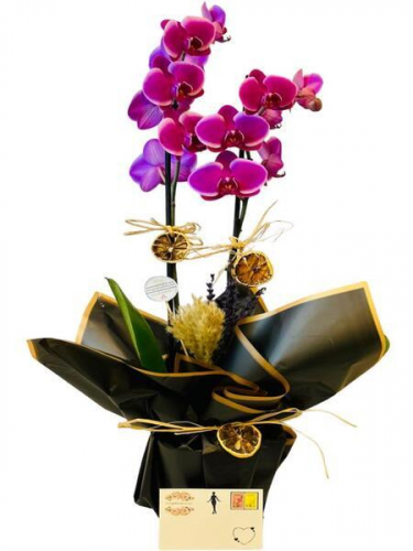 Şık Tasarım Çiftli Mor Orkide