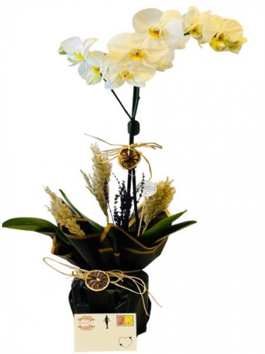 Tek Dal Beyaz Orkidem