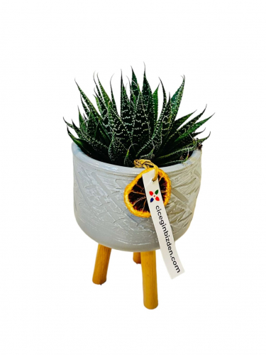 Ayaklı Saksıda Howartia Kaktüs