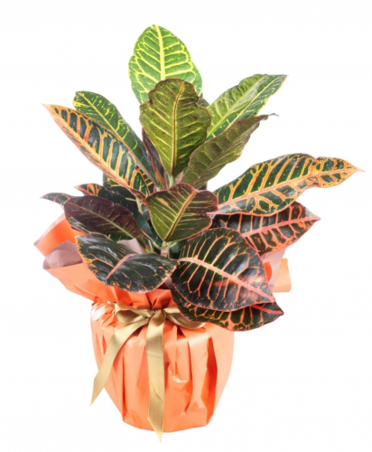 Kraton Saksı Çiçeği