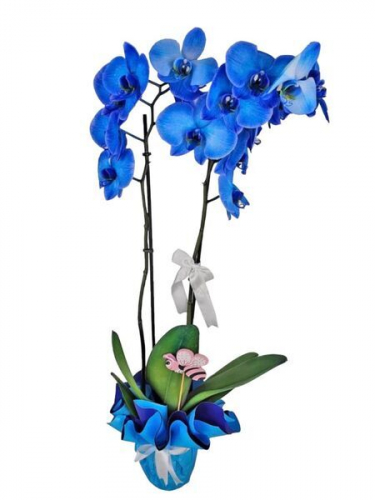 Mavi Orkidem