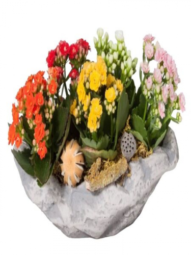 Kayık Saksıda Kalanchoe