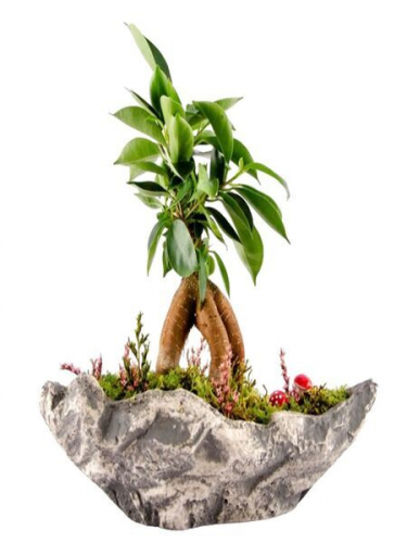 Kayık Saksıda Bonsai