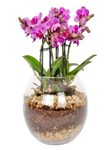 Fanusta Mini Orkideler