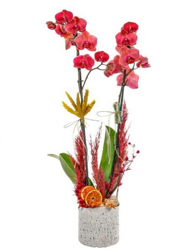 Turuncu Ateş Rengi Orkide