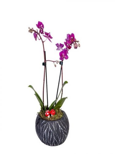 Siyah Eskitme Saksıda Mor Orkide