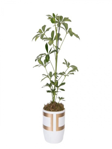 Gold Kareli Vazoda Şeflera