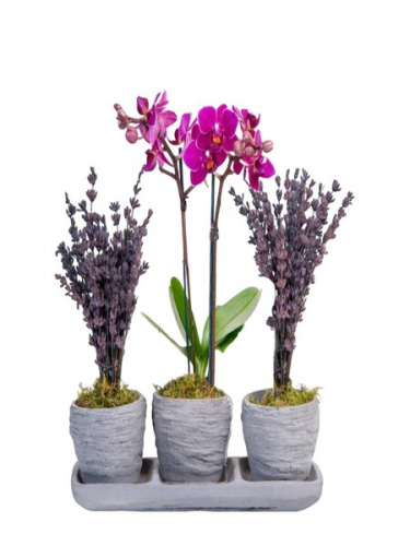 3`lü Sette Orkide ve Lavantalar