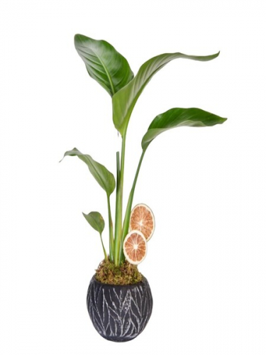 Dekor Saksıda Starliçe Limon