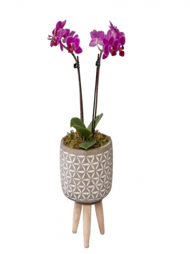 Ayaklı Saksıda Mini Mor Orkide