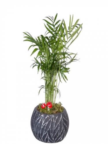 Dekor Saksıda Chamadora