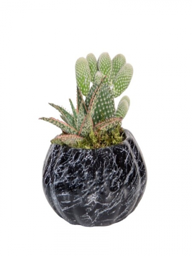 Mini Kabak Saksıda Kaktüs ve Succulent