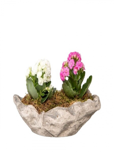 Kayık Saksıda Kalanchoe