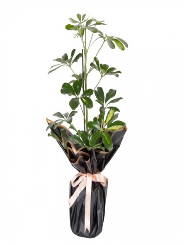 Şeflera Saksı Çiçeği