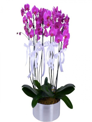 8 Dal Mor Orkide 