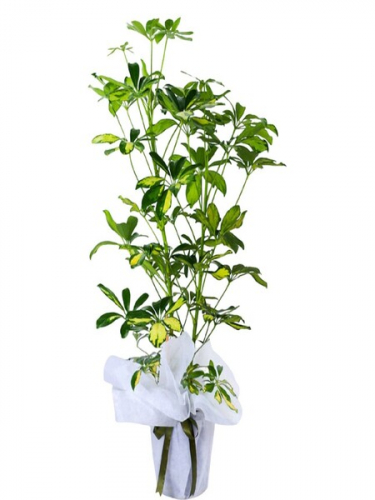 Çift Kök Şeflera Saksı Çiçeği