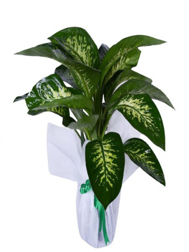 Difanbahya Saksı Çiçeği