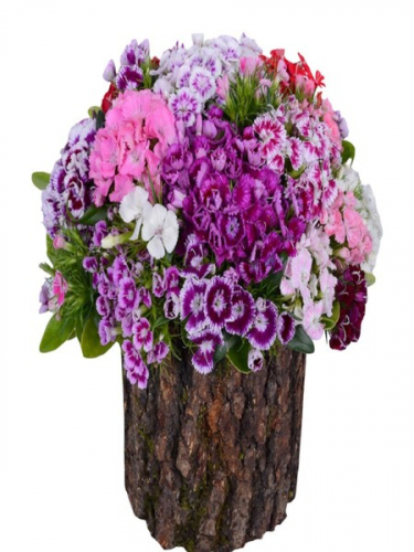 Kütükte Hüsnüyusuf Çiçekleri