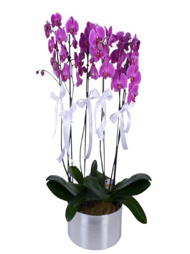 6 Dal Mor Orkide