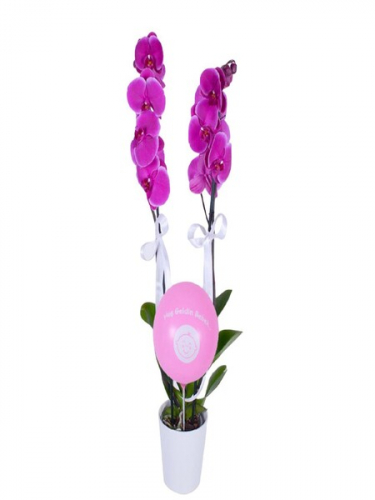 Kız Bebek Balonlu Orkide