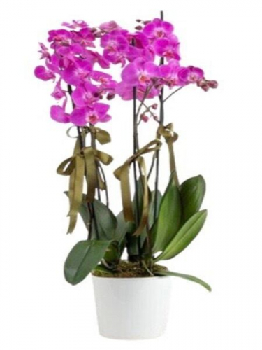 4 Dal Mor Orkide
