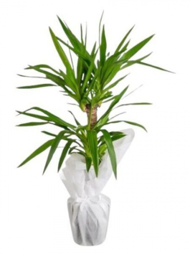 2 Köklü Yucca